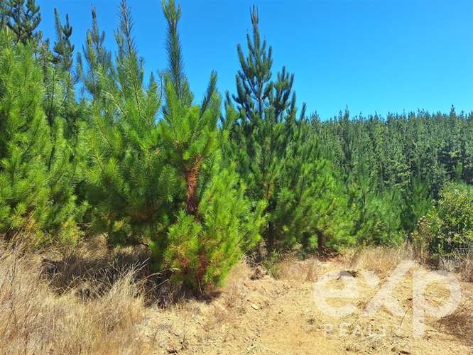 Venta Sitio 5000m2 en Pichilemu - Imagen 6
