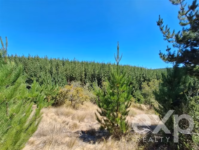 Venta Sitio 5000m2 en Pichilemu
