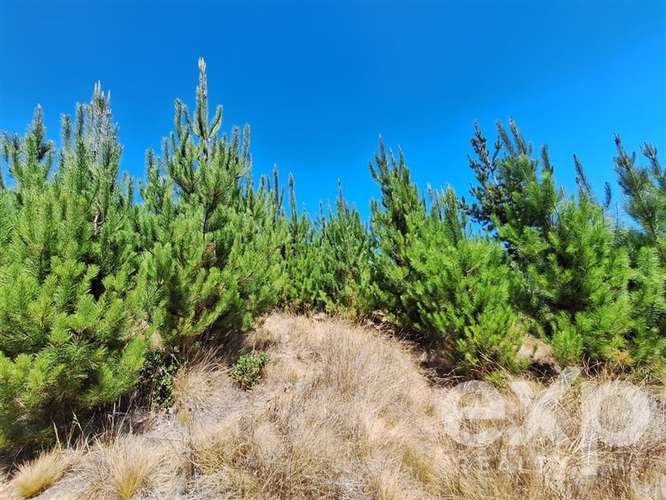 Venta Sitio 5000m2 en Pichilemu - Imagen 7