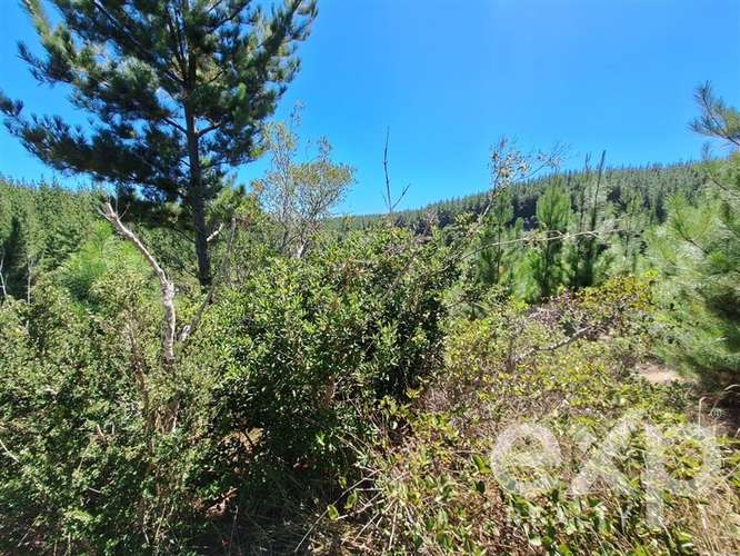Venta Sitio 5000m2 en Pichilemu - Imagen 10