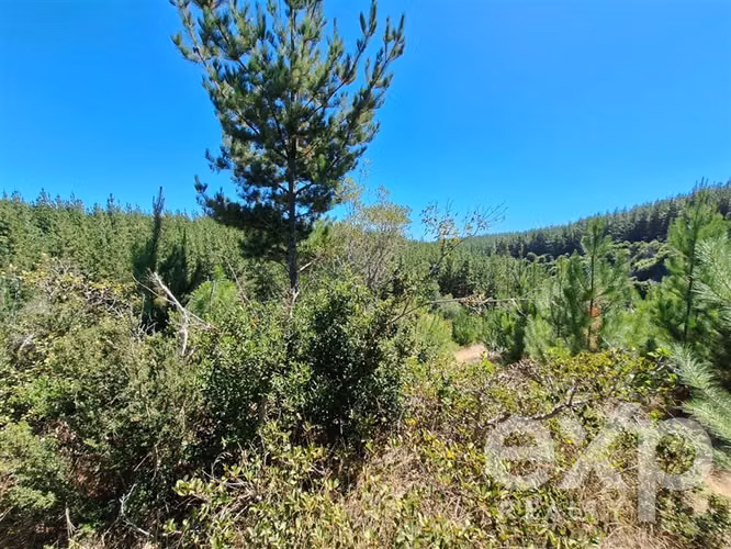 Venta terreno Agrícola en Pichilemu - Imagen 8