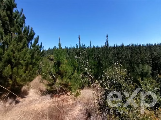 Venta terreno Agrícola en Pichilemu - Imagen 3
