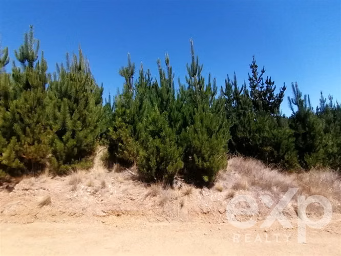 Venta terreno Agrícola en Pichilemu