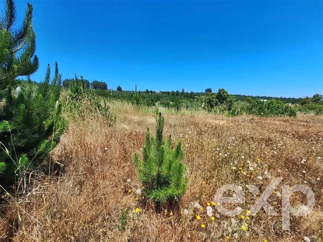 VENTA SITIO AGRICOLA 121 en Pichilemu
