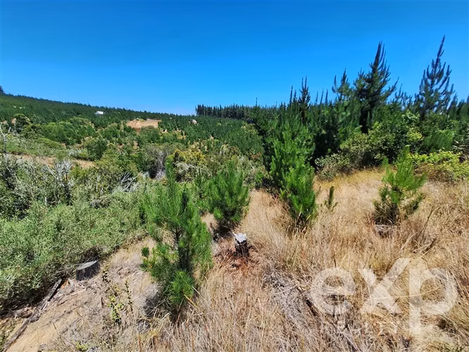 VENTA SITIO AGRICOLA 121 en Pichilemu