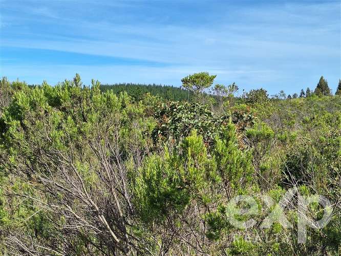 Vende Terreno 5000m2 en Aguada de Bucalemu