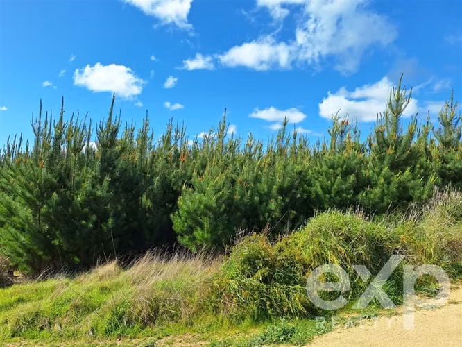Vende Sitio L184 5000m2 en Pichilemu
