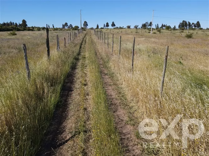 Campo agrícola en venta en Chillán 137778 - Imagen 29