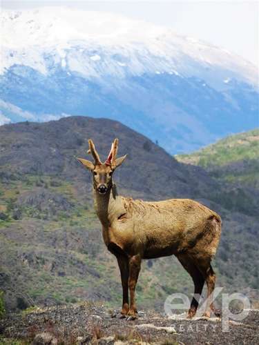 Oportunidad Parcela a 200mt de Río Baker (camino público)