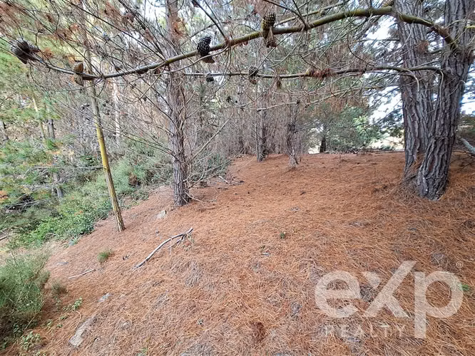 Agrícola en venta 3 has. en Pichilemu - Imagen 18