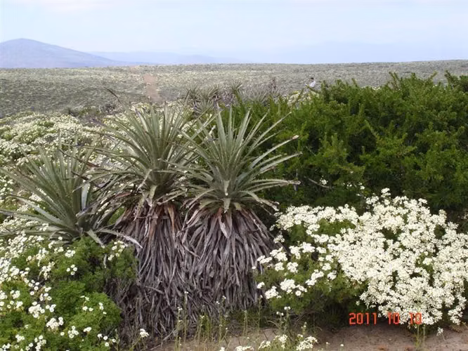 Parcela en venta en Ovalle, Mirador de Talinay I