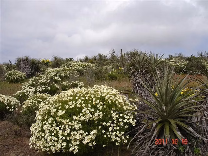 Parcela en venta en Ovalle, Mirador de Talinay I