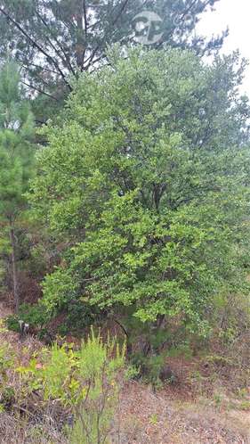 Parcela en venta en Laja. Sector Rinconada. Ruta Q34.