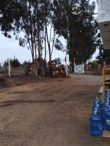 Venta Parcela, 2 casa, local comercial El Convento, Sto Dgo