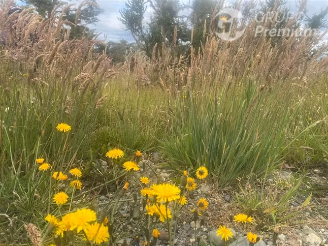 Parcela en venta en sector norte de Punta Arenas
