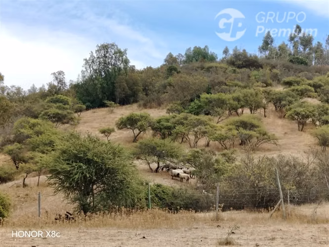 HERMOSA PARCELA EN LITUECHE 6 HECTÁREAS