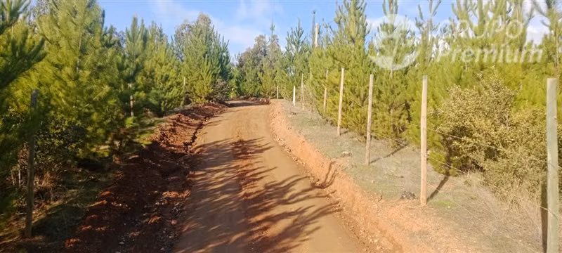 Oportunidad!!! Parcelas en venta Valle Pichaman, San Javier. - Imagen 8