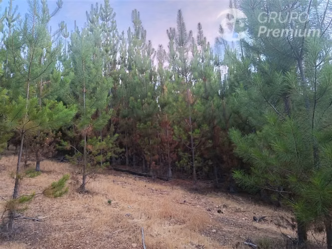 Oportunidad!!! Parcelas en venta Valle Pichaman, San Javier. - Imagen 11