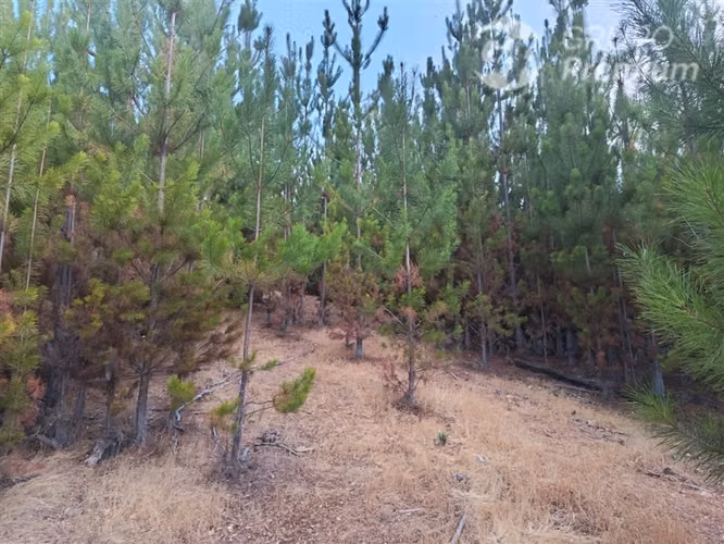 Oportunidad!!! Parcelas en venta Valle Pichaman, San Javier. - Imagen 3