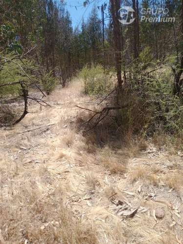 Venta de Parcela 10,2 Htas. en Ruta a Rapel de Navidad