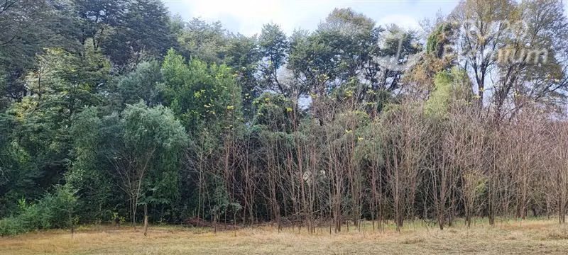 Agrícola con Casa en venta en Yungay