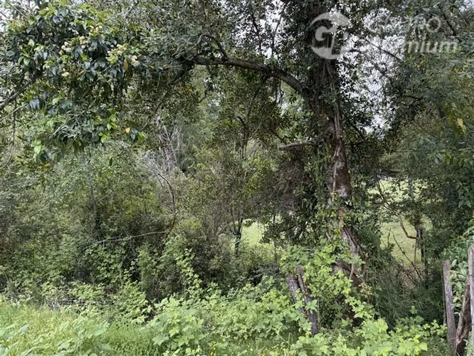 Venta-Parcelas-Villarrica-hermosas, seguras y tranquilidad