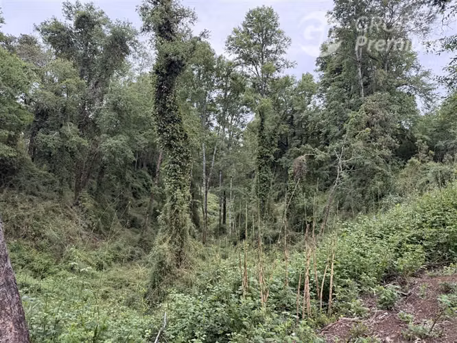 Venta-Parcelas-Villarrica-hermosas, seguras y tranquilidad