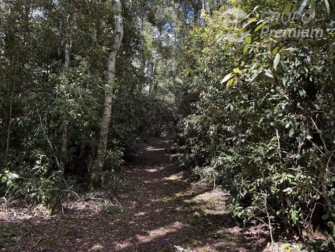 Venta- Preservación-Villarrica- 16 héctareas