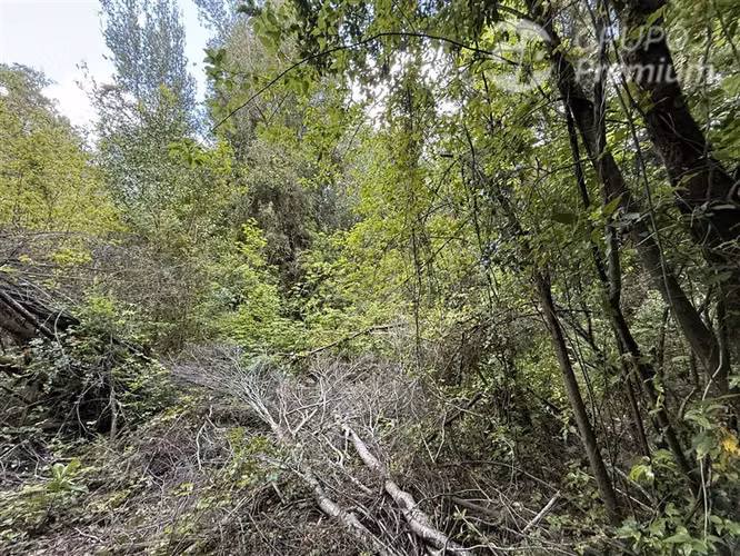 Venta- Preservación-Villarrica- 16 héctareas