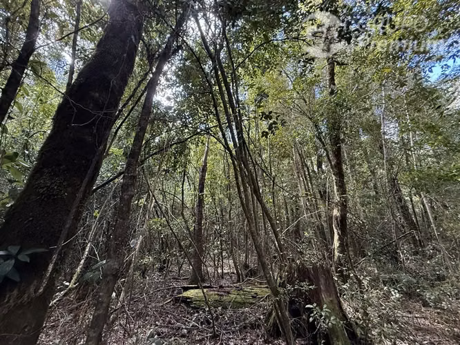 Venta- Preservación-Villarrica- 16 héctareas