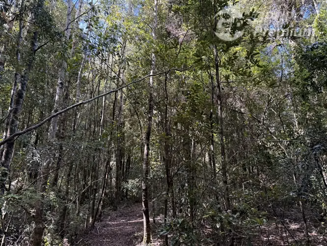 Venta- Preservación-Villarrica- 16 héctareas