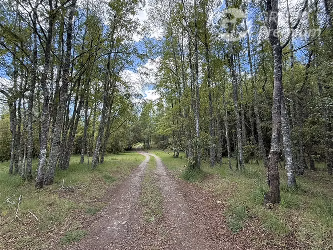 Venta- Preservación-Villarrica- 16 héctareas