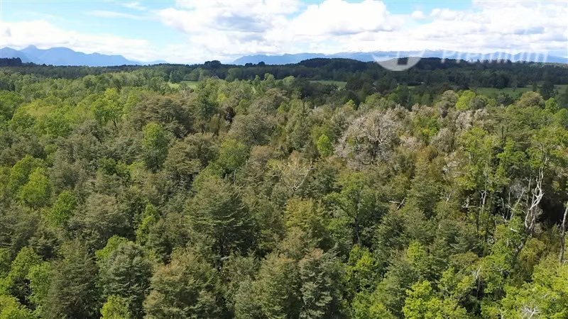 Venta- Preservación-Villarrica- 16 héctareas
