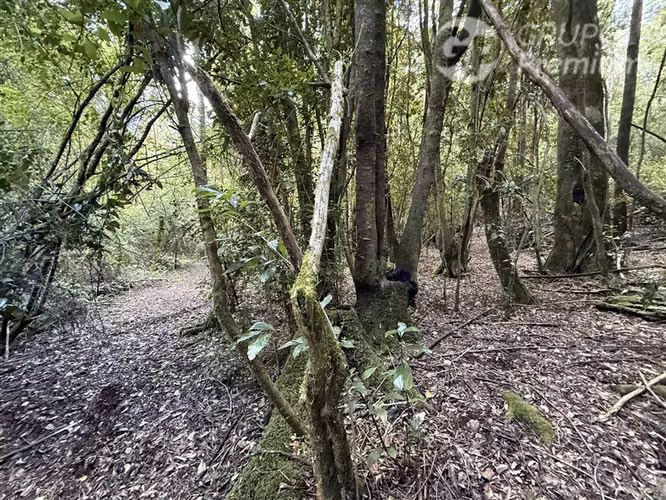 Venta- Preservación-Villarrica- 16 héctareas