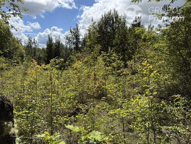Venta- Preservación-Villarrica- 16 héctareas