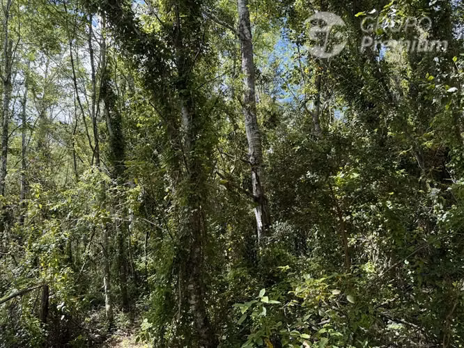 Venta- Preservación-Villarrica- 16 héctareas
