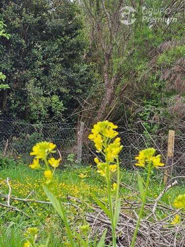 Parcela en venta en Ancud - Imagen 7