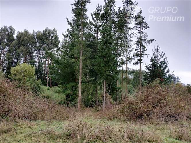 Parcela en venta en Río Bueno 1a orillas de lago Puyehue