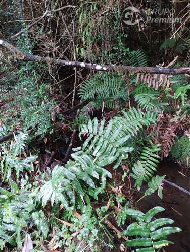 Parcela en venta en Río Bueno 1a orillas de lago Puyehue