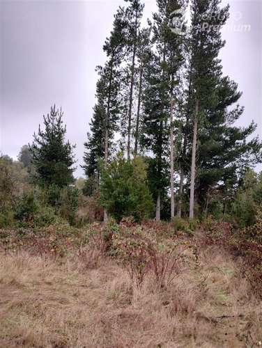 Parcela en venta en Río Bueno 1a orillas de lago Puyehue