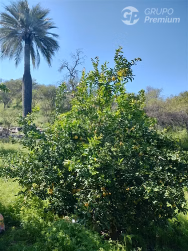 Excelente Parcela en venta en Oasis de La Campana Hijuelas - Imagen 7