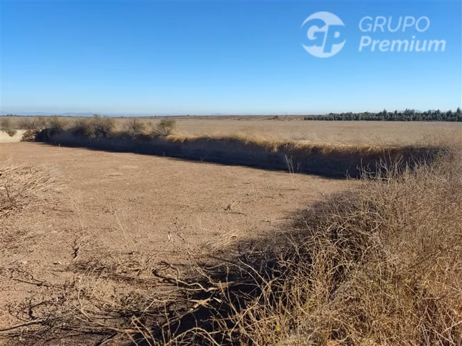 Terreno Agrícola Plano 37,75 Há con Agua Sector Los Olivos - Imagen 4