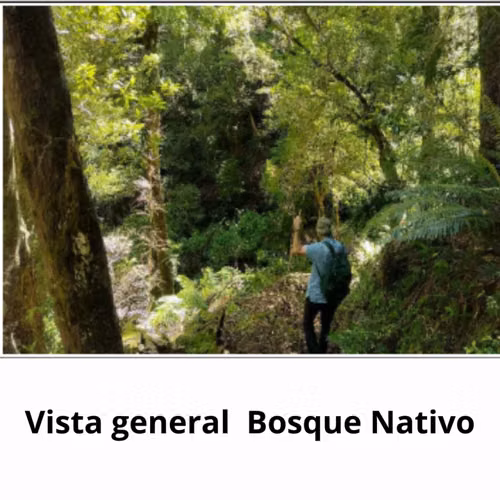 112 Ha. con Bosque Nativo y Río en Cunco Proyecto Turístico - Imagen 9