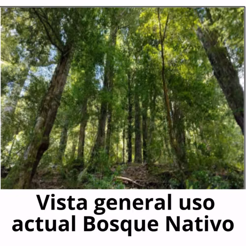 112 Ha. con Bosque Nativo y Río en Cunco Proyecto Turístico - Imagen 4