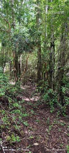 Parcela en venta Camino El Volcán Pucón - Imagen 2