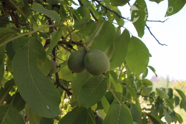 PARCELA 3 AMPLIAS CASAS ARBOLES FRUTALES SE ACEPTAN OFERTAS