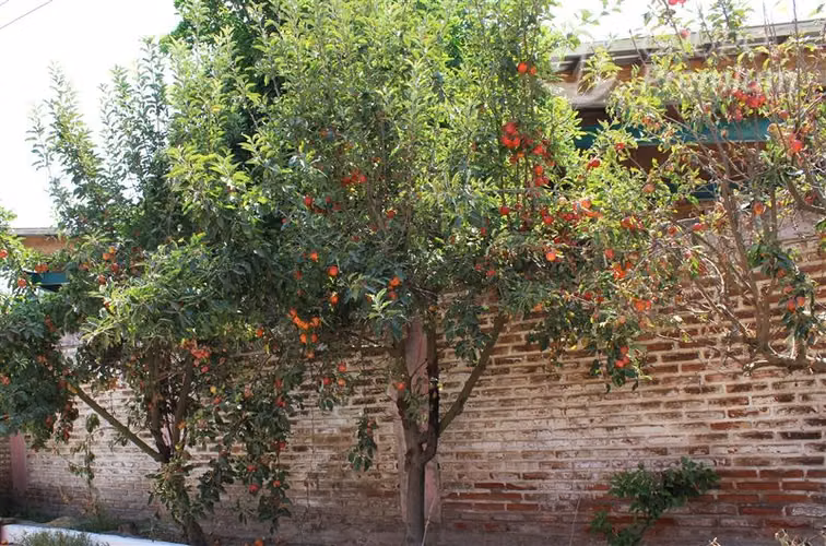 PARCELA 3 AMPLIAS CASAS ARBOLES FRUTALES SE ACEPTAN OFERTAS
