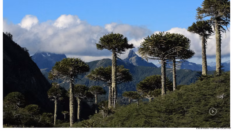 VENTA DE TERRENO 131 HA, EN MELIPEUCO UN PARAISO NATURAL