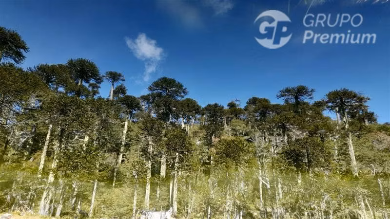VENTA DE TERRENO 131 HA, EN MELIPEUCO UN PARAISO NATURAL