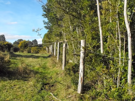 Fundo Forestal en Venta en Maullín | 297,8 Hectáreas con Bosque Nativo e Inversión Forestal